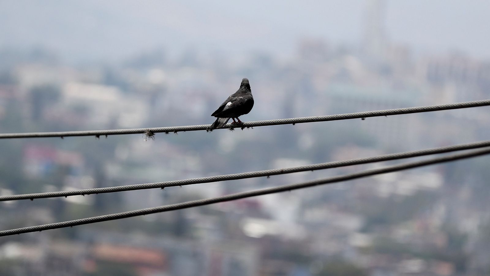 Un carbonero común descansa sobre un cable de alta tensión
