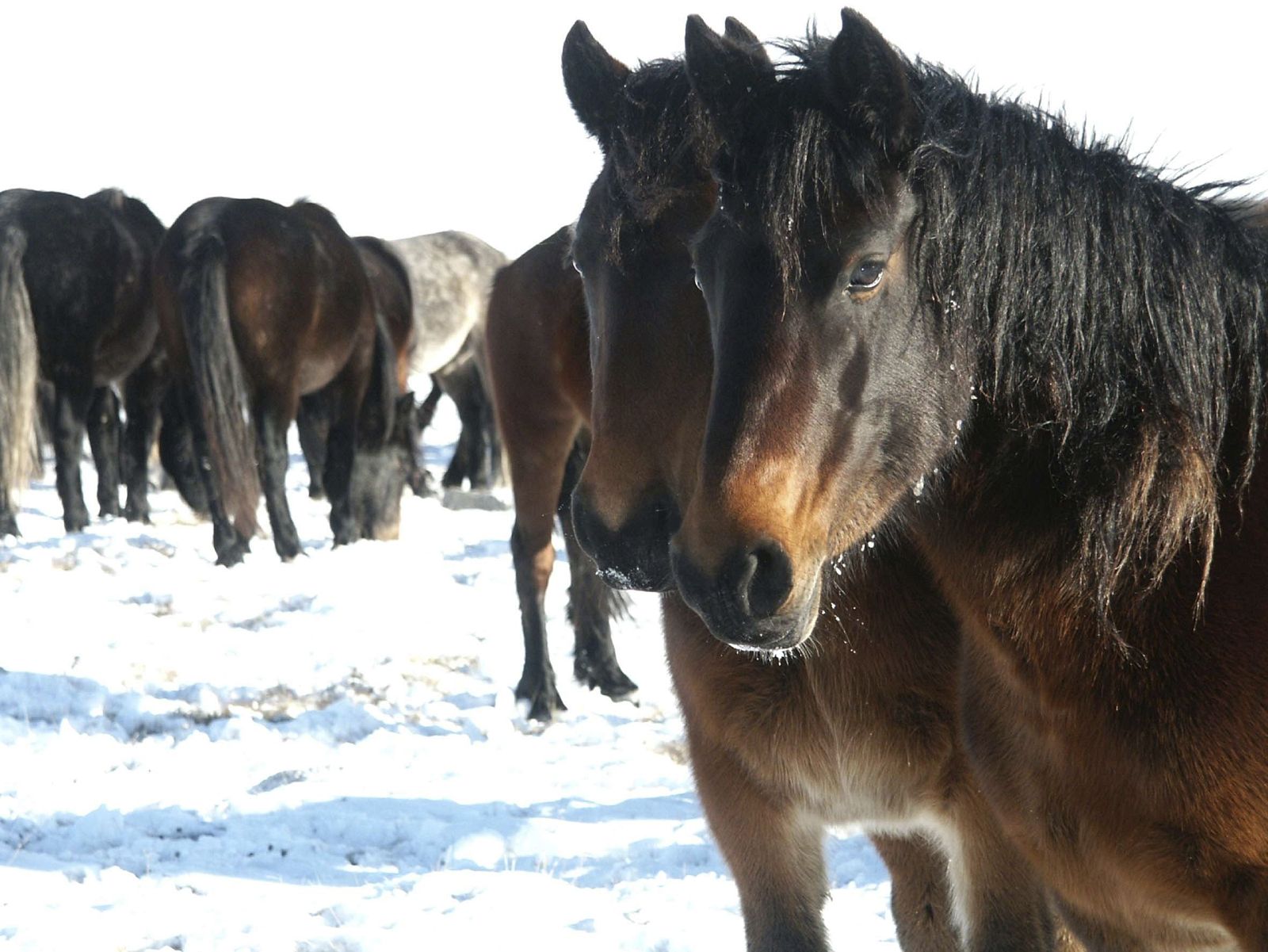 CAMPAÑA PROTECCIÓN CABALLOS BOSNIA-HERZEGOVINA