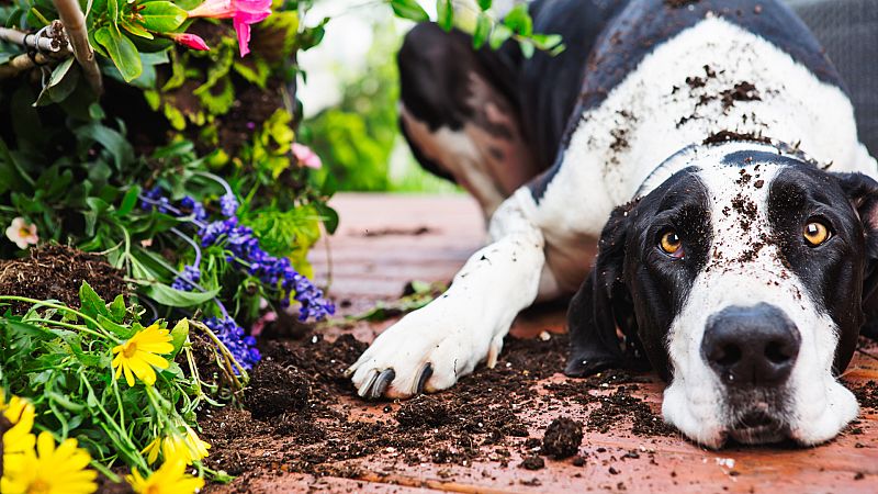 ¿Qué plantas son adecuadas para tu casa si tienes mascotas? 