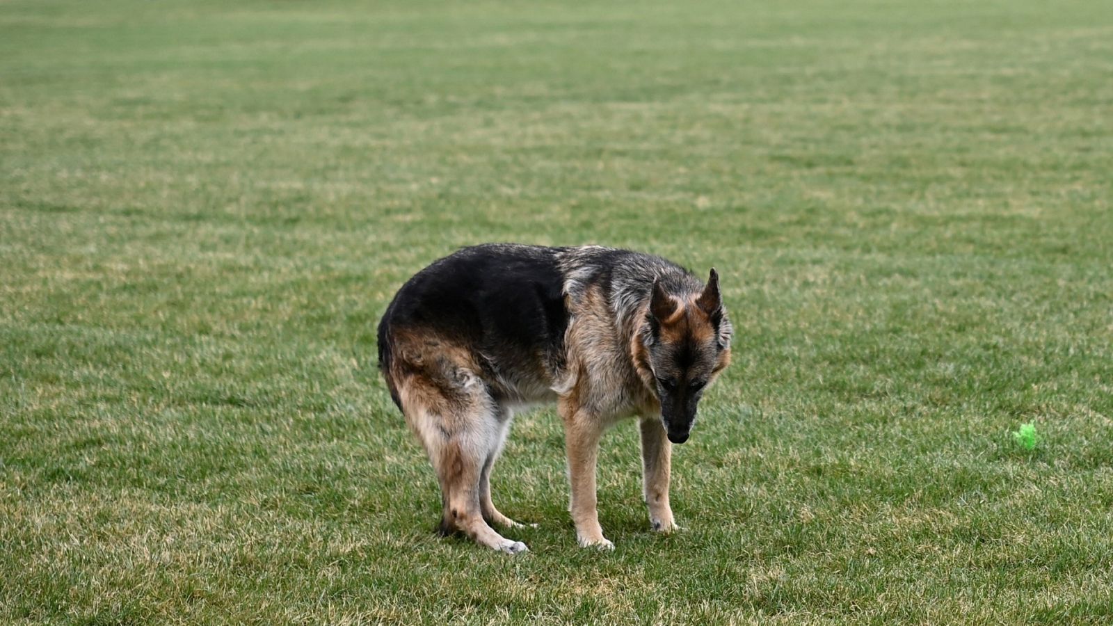 Champ en el jardín de la Casa Blanca