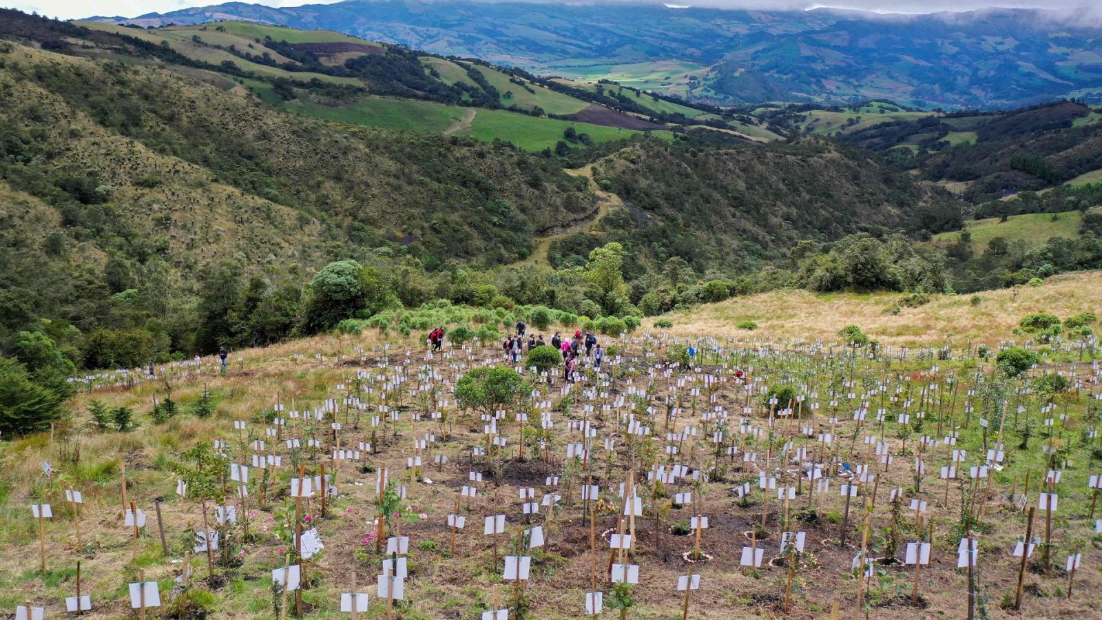 Homenaje víctimas Covid en Colombia