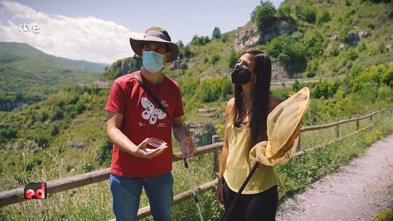 Evelyn Segura nos cuenta curiosidades sobre las mariposas