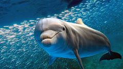 Los delfines adaptaron su esperma para reproducirse en el medio acuático