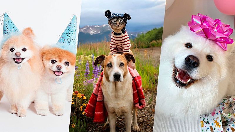 Doge, Owa Owa, Pipper... te enseñamos cuáles son los perros que arrasan en redes sociales