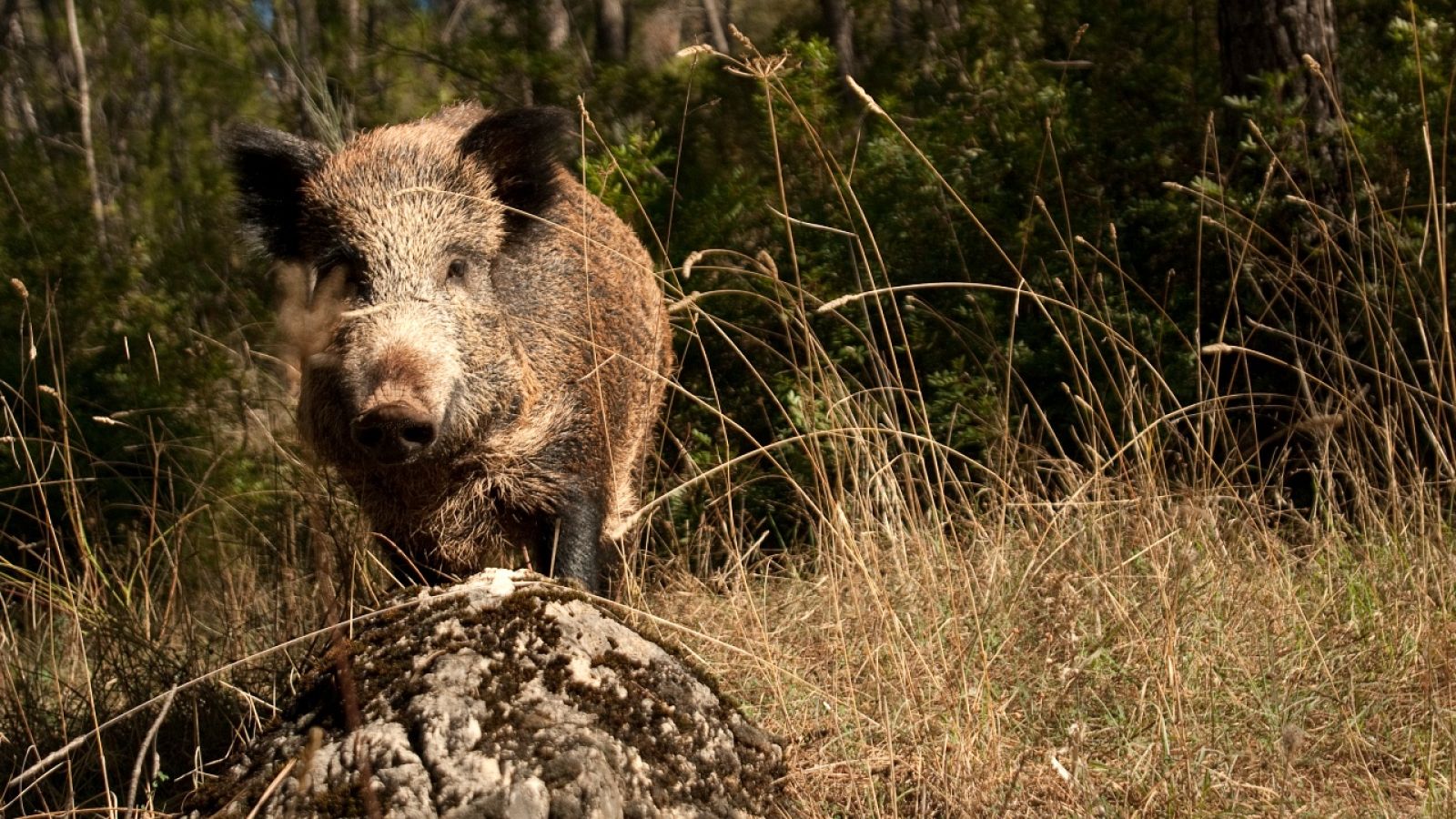 Un jabalí en el bosque