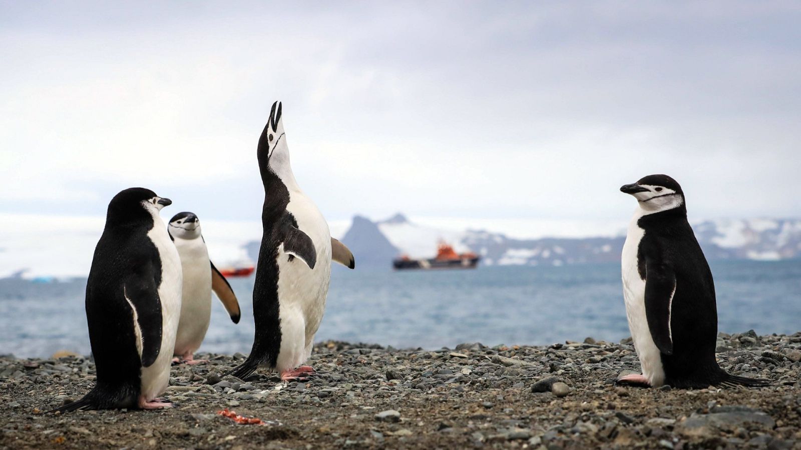 Pingüinos en la Isla Rey Jorge (Antártida) mientras se ve pasar al fondo un barco turístico