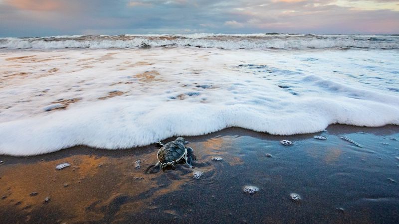 El aumento de plásticos en el mar amenaza a las tortugas jóvenes en sus hábitats