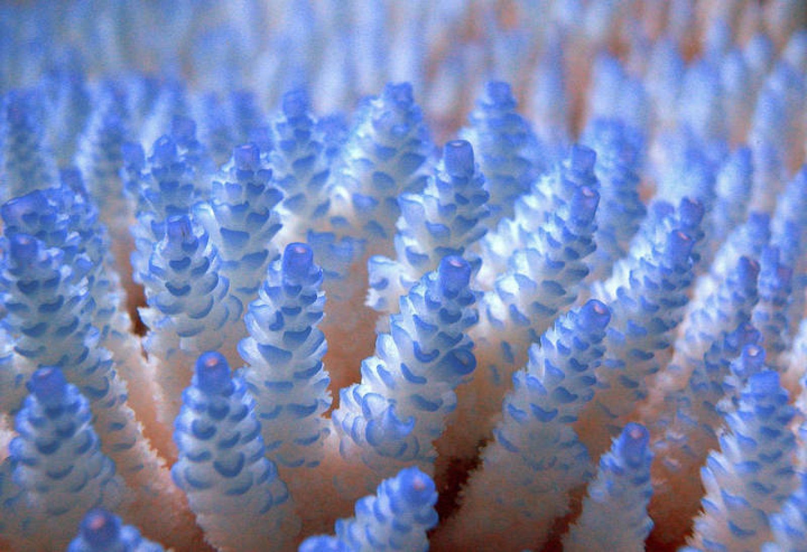 La Gran Barrera de Coral de Australia ha parado de crecer