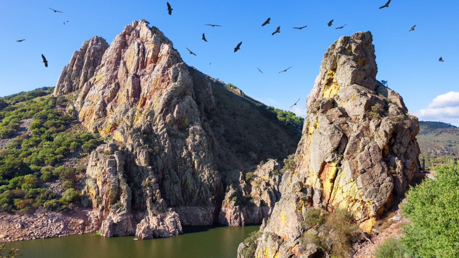 En España hay más de 85.000 especies de animales, hongos y plantas, según un informe del MITECO 