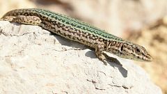 La lagartija de Ibiza, un emblema en peligro de extinción: en el 40% de la isla ya han desparecido