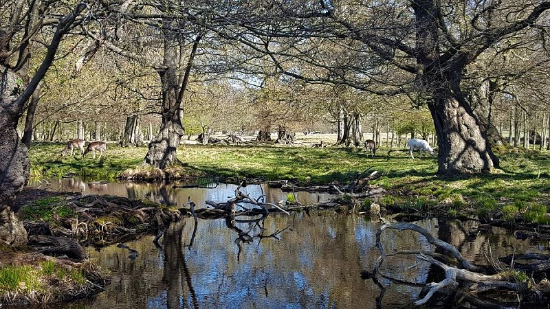 Dyrehaven, el parque de los ciervos al norte de Copenhague 