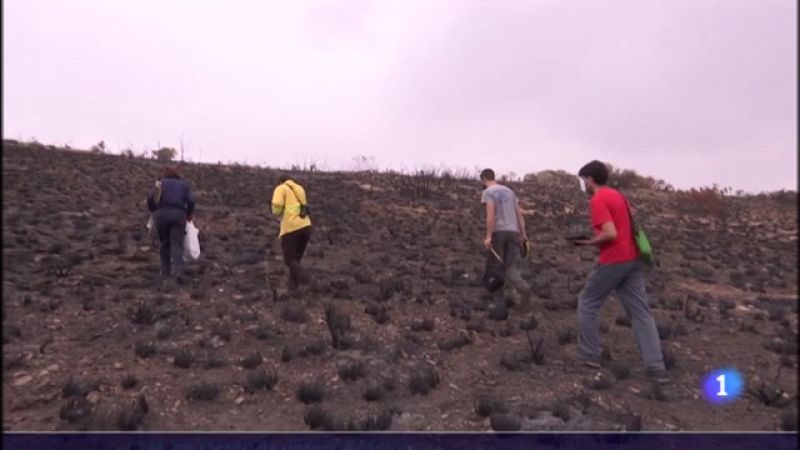 Investigar el suelo tras los incendios forestales, clave para prevenir la desertificaci�n frente al cambio clim�tico