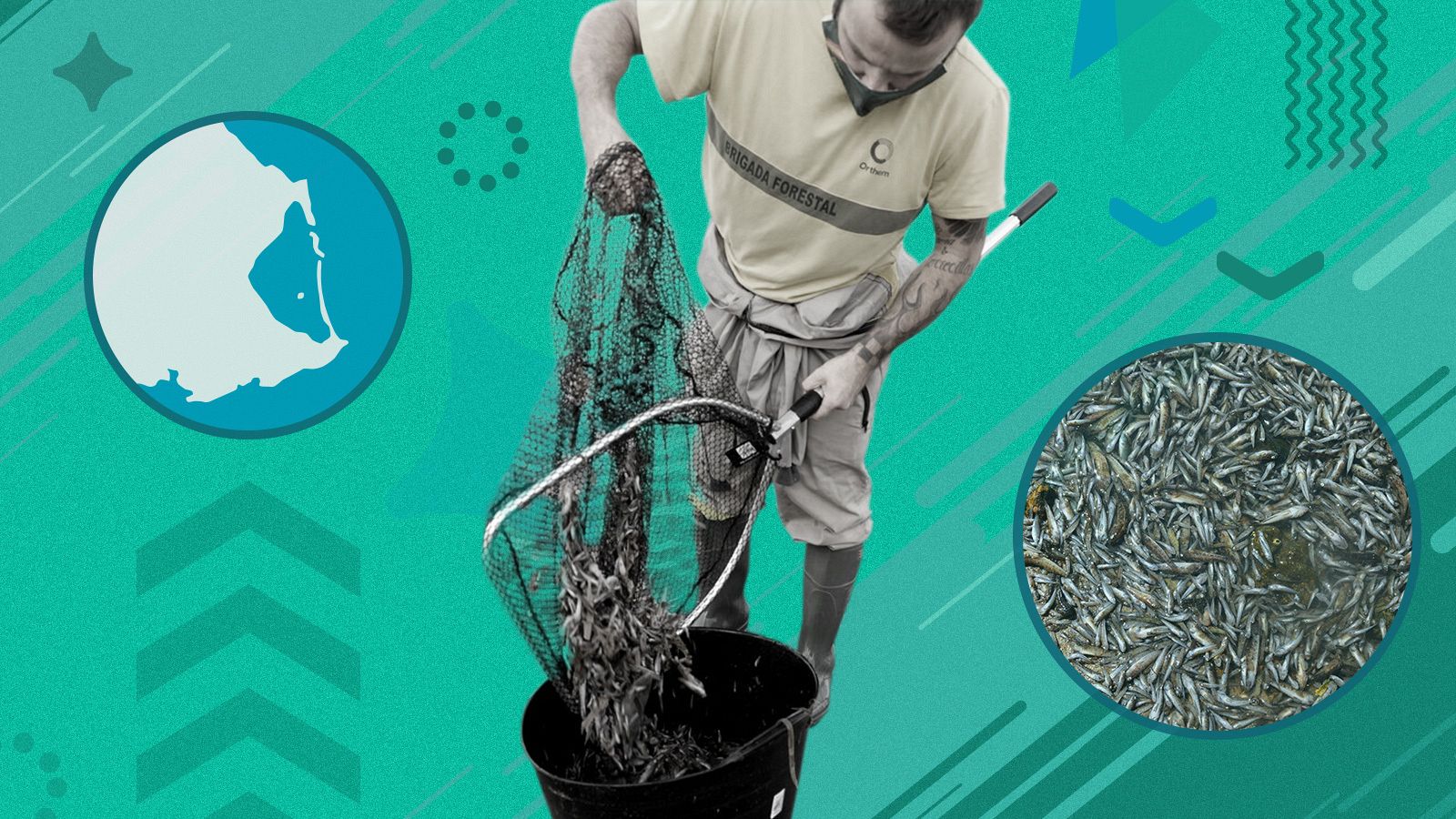 ¿Por qué mueren tantos peces en el mar menor?