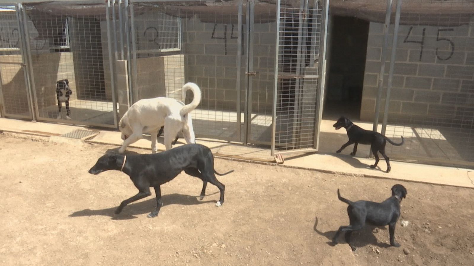 Protectora de animales de Ciudad Real