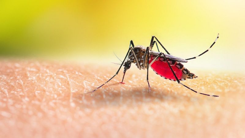 Factibilidad abrigo digestión Virus del Zika- RTVE.es