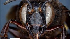 Descubren una abeja mitad hembra y mitad macho en Ecuador