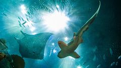 Un tercio de las especies de tiburón y rayas están en peligro de extinción amenazados por la sobrepesca