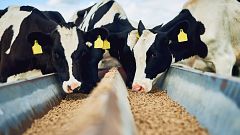 20 años después... ¿Vuelven las vacas locas?