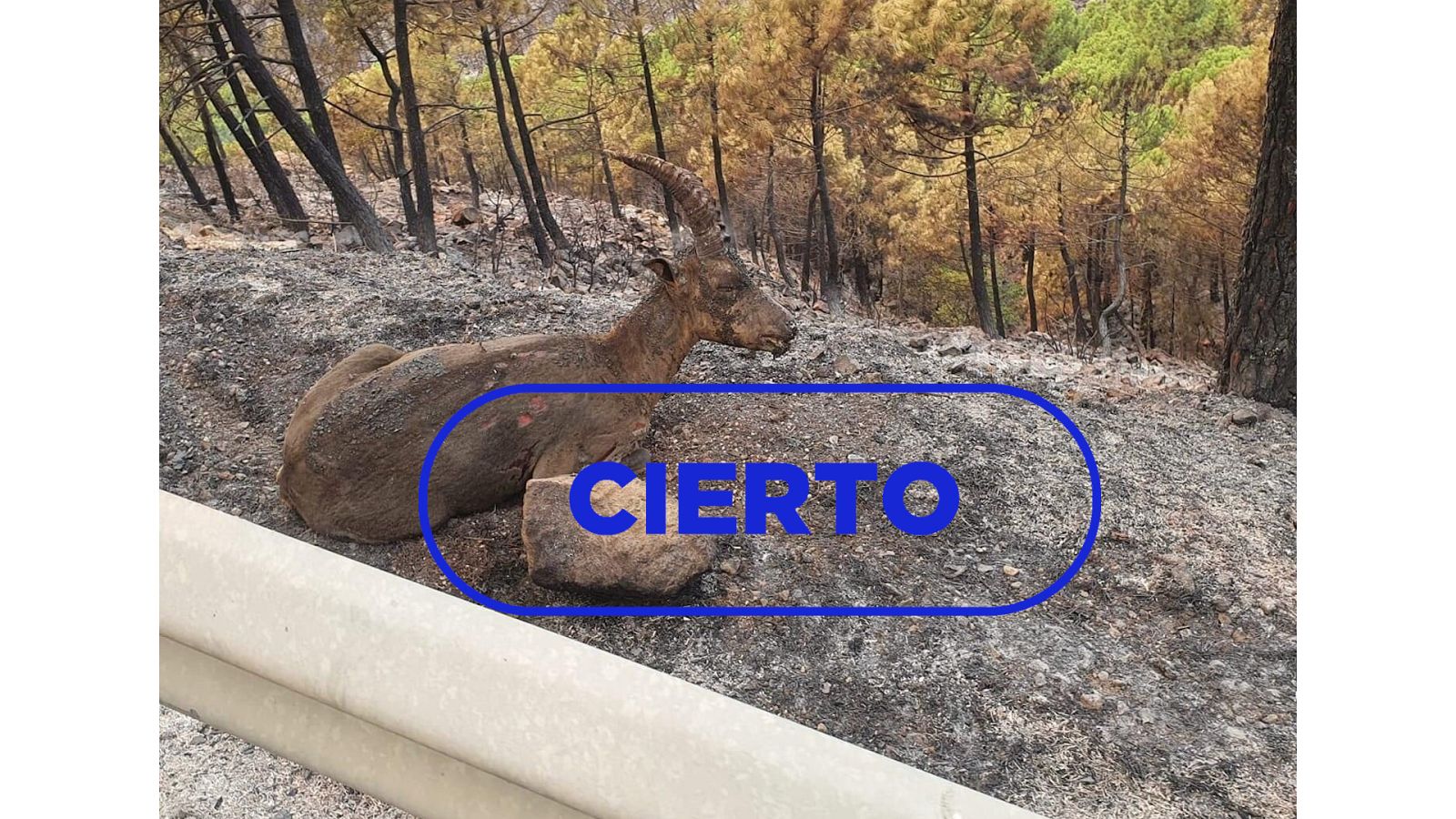 La imagen de la cabra quemada en el incendio de Sierra Bermeja difundida en Twitter