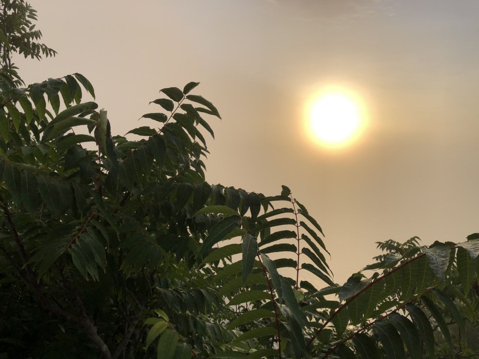 Font: Andreu Colls (Llafranc)