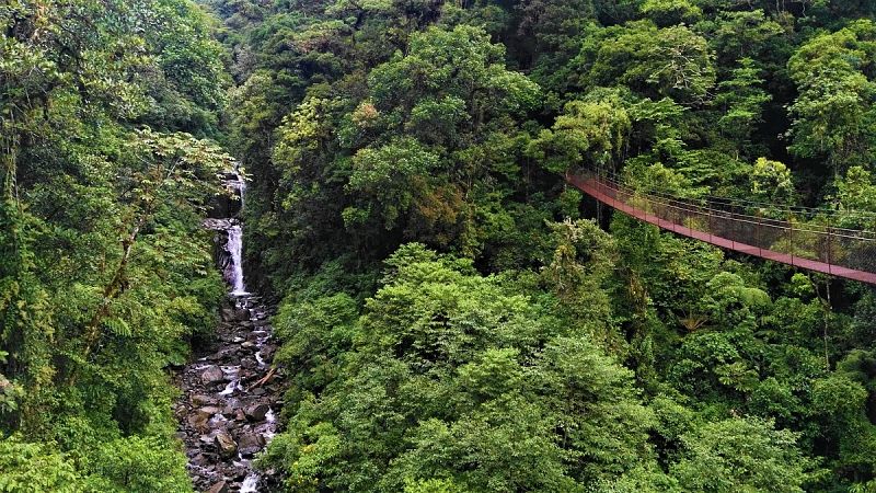 Boquete: cruzando la selva paname�a a trav�s de puentes colgantes 