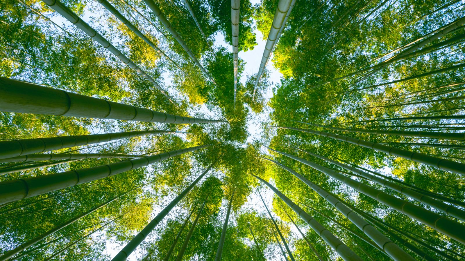 Gran bosque de bambú gigante