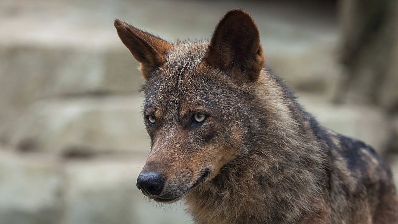 Entra en vigor a especial protecci�n do lobo ib�rico, que prohibe a s�a caza en toda Espa�a