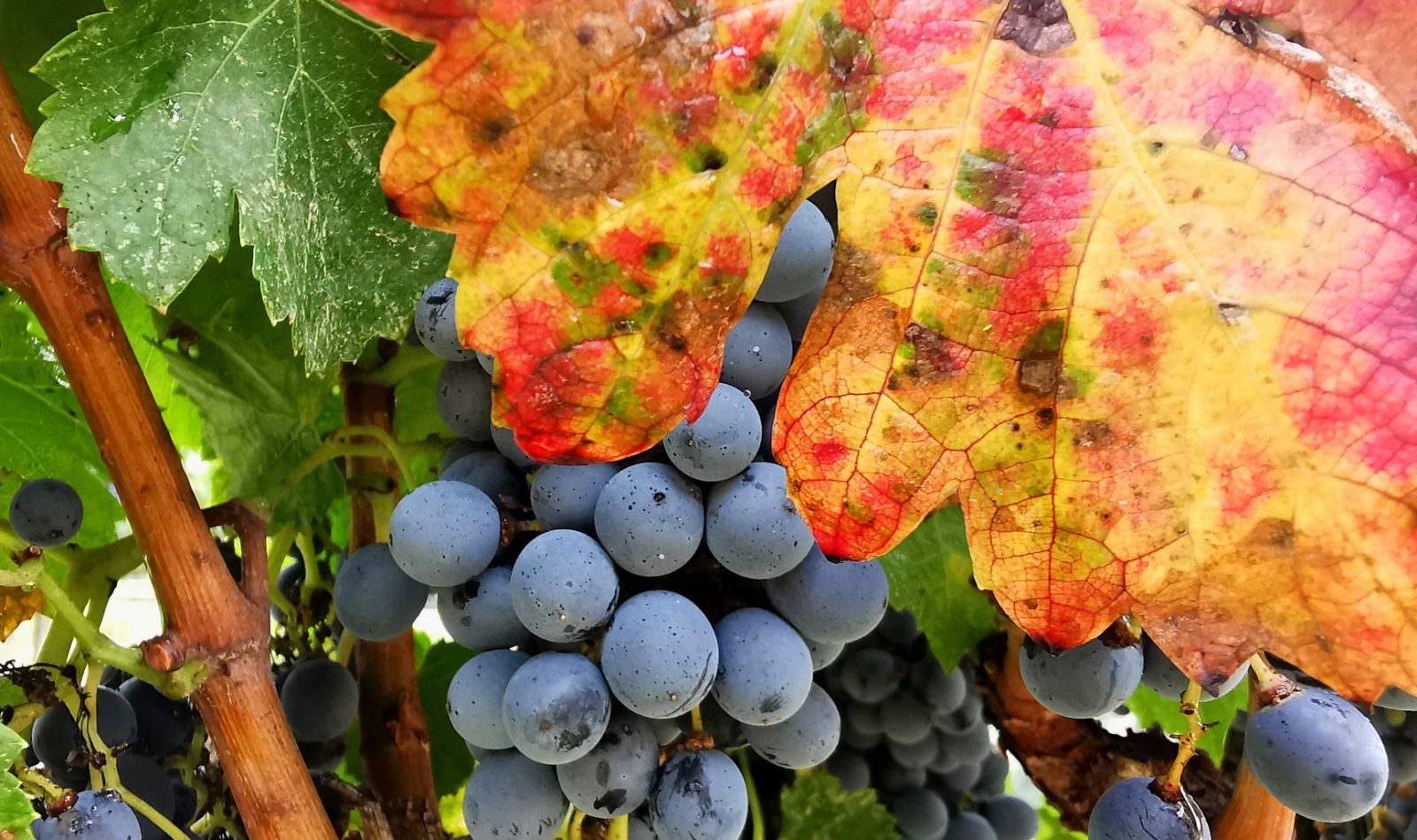 Viladellops (Olèrdola), Francisco Lorenzo