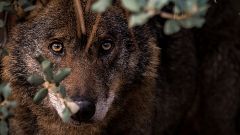 Lobo ibérico y oso pardo: "El cuento no es como nos lo contaron"