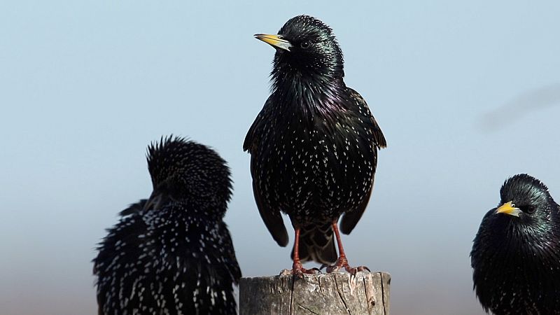 Aves, hormigas y peces: �C�mo se coordinan estos animales gregarios?