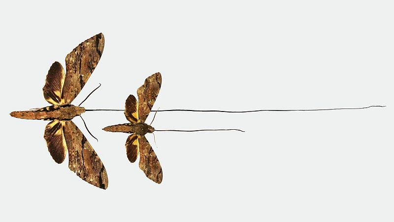 Descubren una nueva especie de polilla predicha por Darwin y Wallace en el siglo XIX