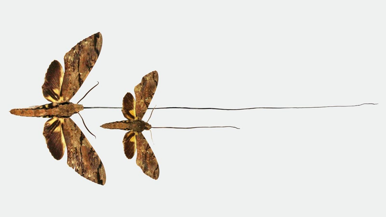 Los tubos de néctar de los que se alimenta alcanzan los 30 centímetros