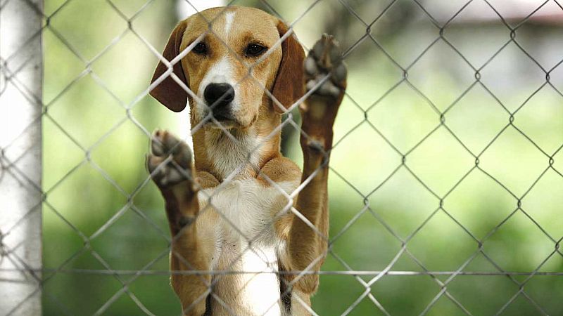 El Congreso aprueba que los animales dejen de ser considerados como cosas 