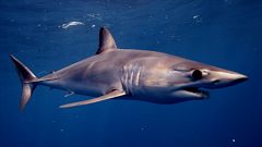 El marrajo común, uno de los animales más rápidos del océano