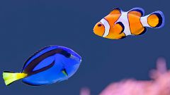 La subestimada memoria de los peces