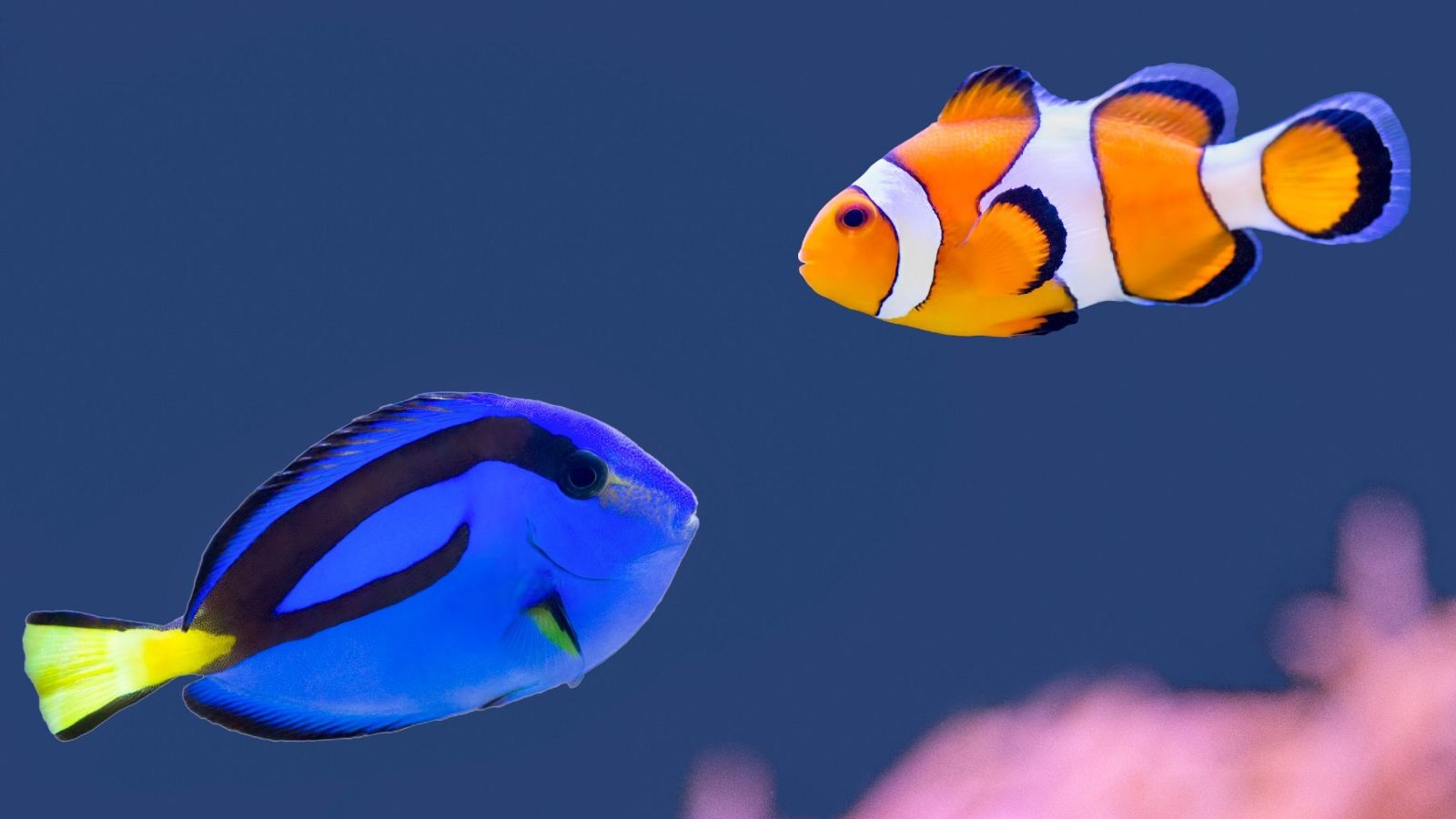 Órbita Laika: La subestimada memoria de los peces