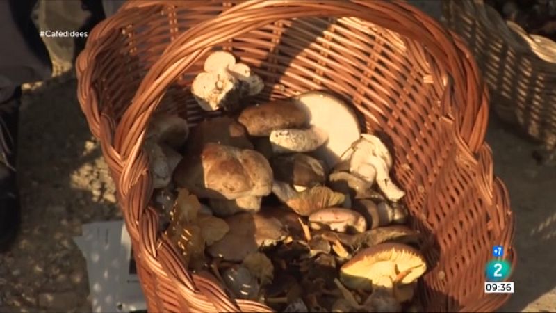 Què cal saber-ne quan anem al bosc? 