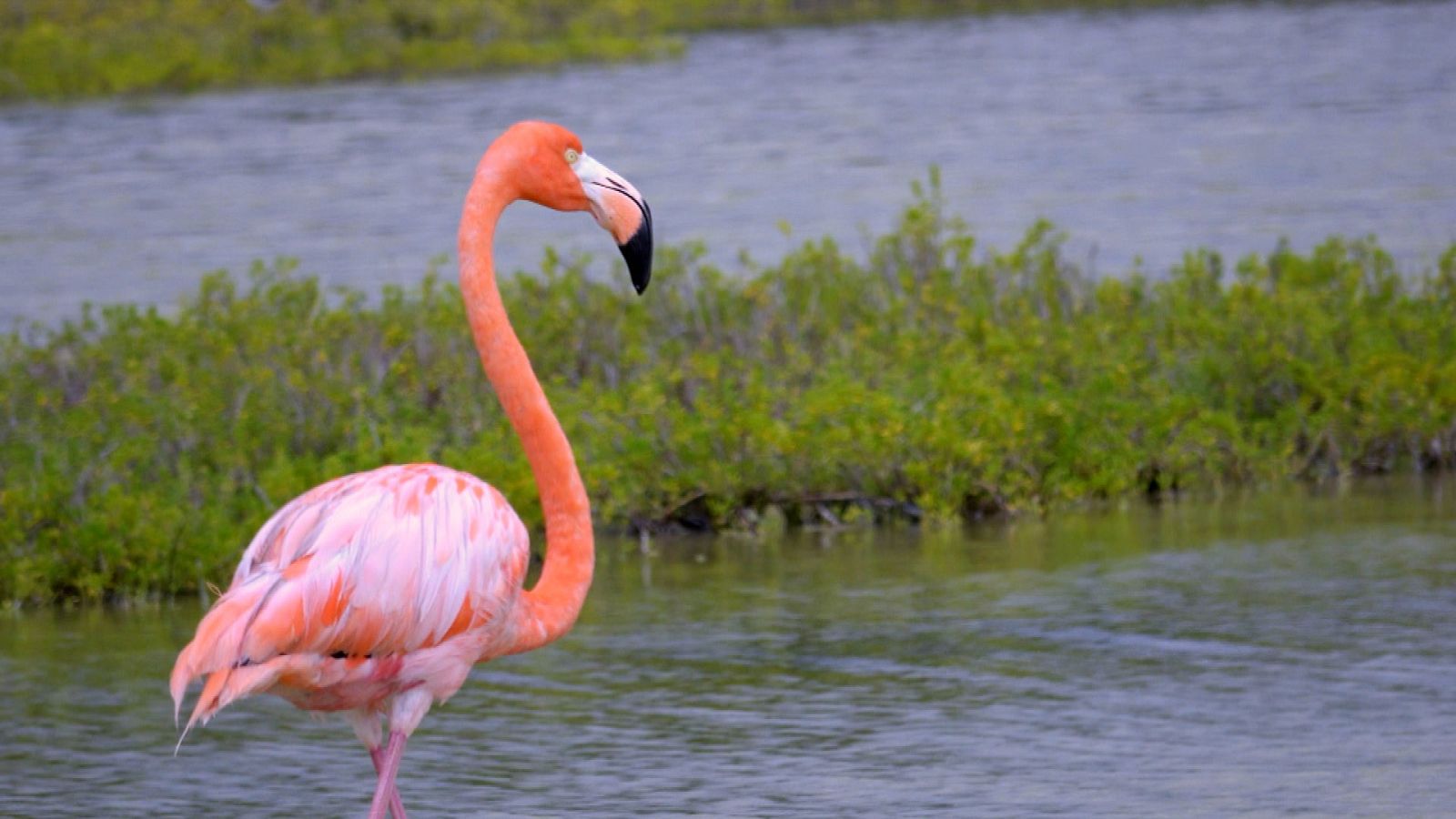 'Españoles...' en República Dominicana