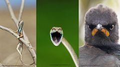 Las fotos más divertidas del mundo animal: las finalistas de The Comedy Wildlife Photo Awards 2021