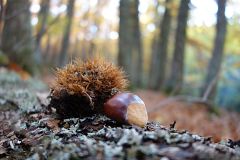 Otoño con aroma a azafrán, mosto y castañas