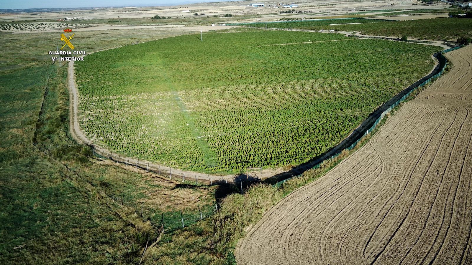 Macroplantación de marihuana en Huerta de Valdecarábanos, en la provincia de Toledo