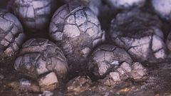 Extraen un nido de dinosaurio con al menos 12 huevos fósiles en Loarre, Huesca