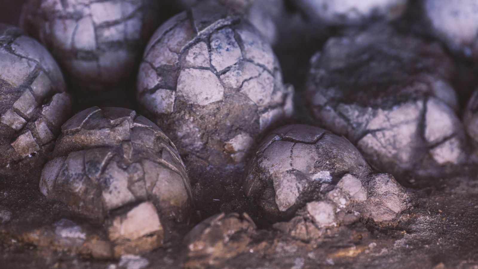 Fotografía de archivo de unos huevos fosilizados