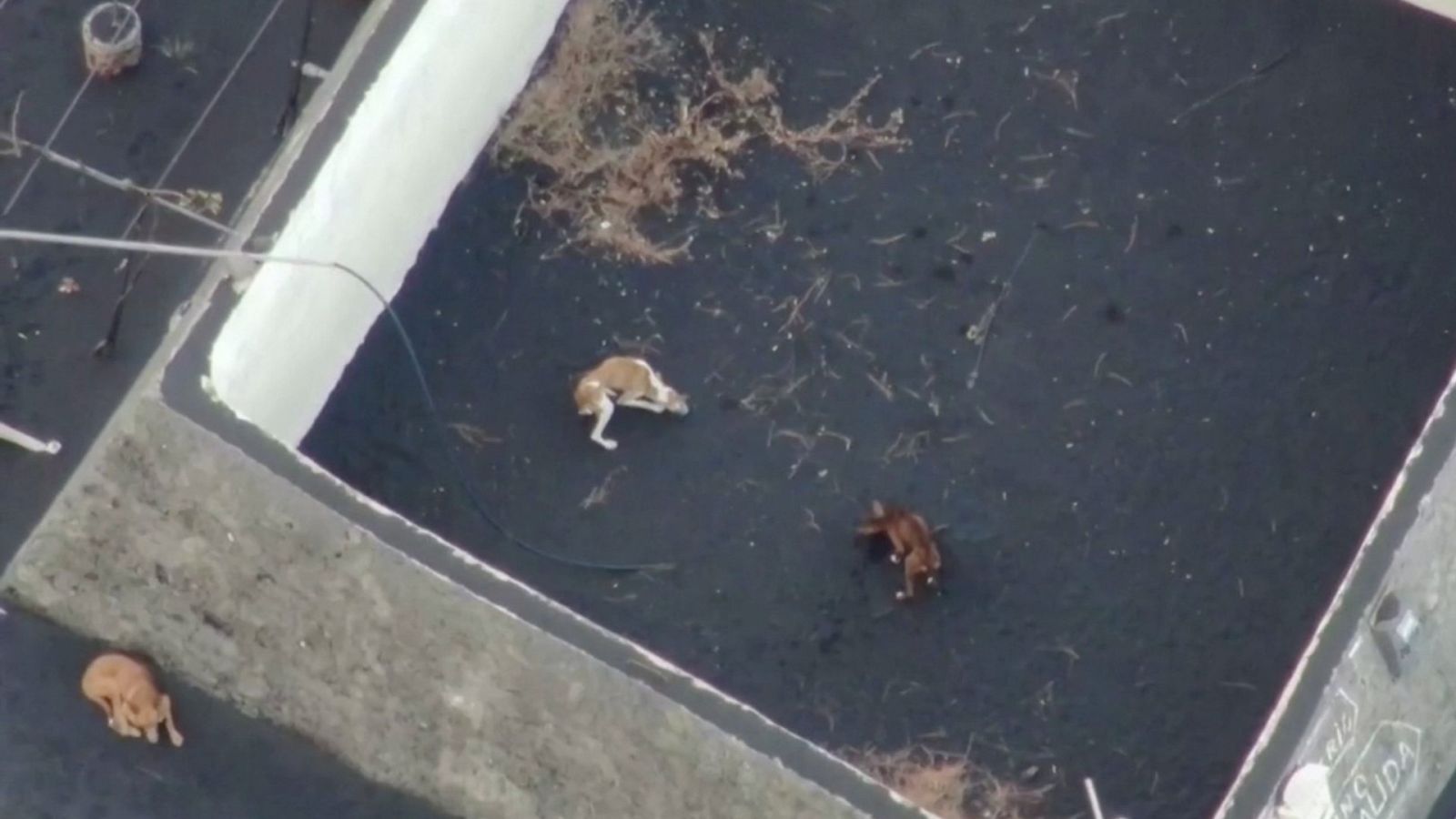Imagen aérea de los perros atrapados