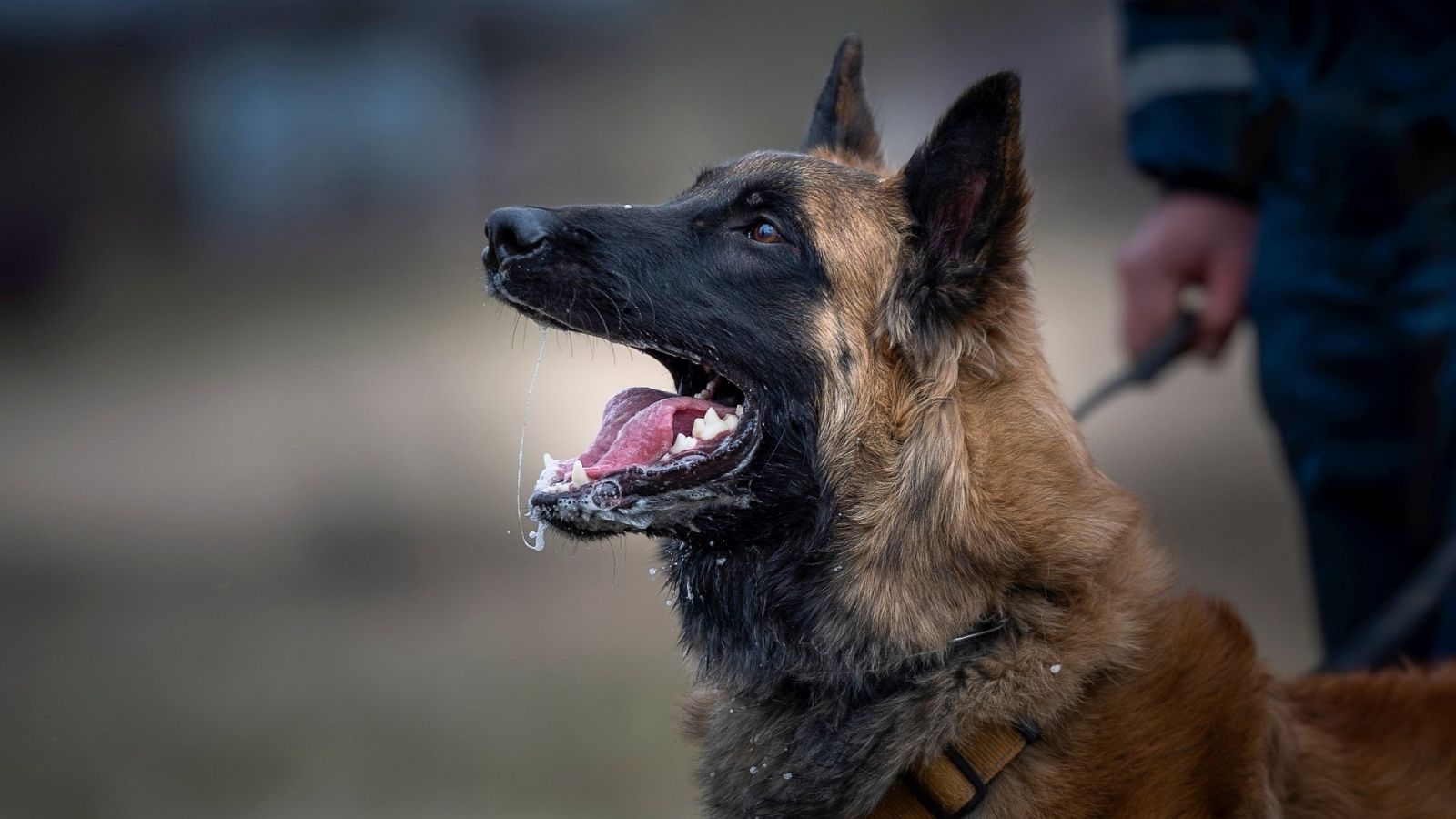Se trata del tercer foco en los últimos diez años