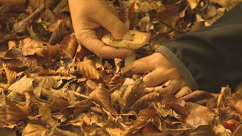 Explosión de setas en el Valle de Ulzama