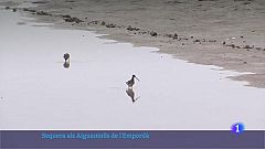 Els aiguamolls de l'Empordà pateixen una de les pitjors sequeres dels últims 30 anys