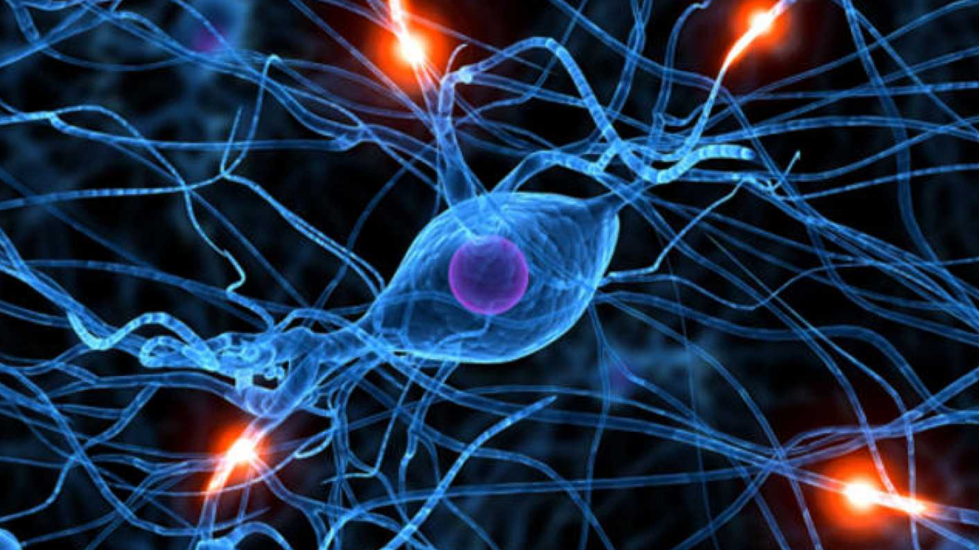 Las neuronas se regeneran, según demuestra el CSIC