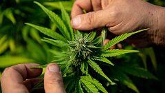 'Informe Semanal' aborda el debate sobre la legalización del cannabis