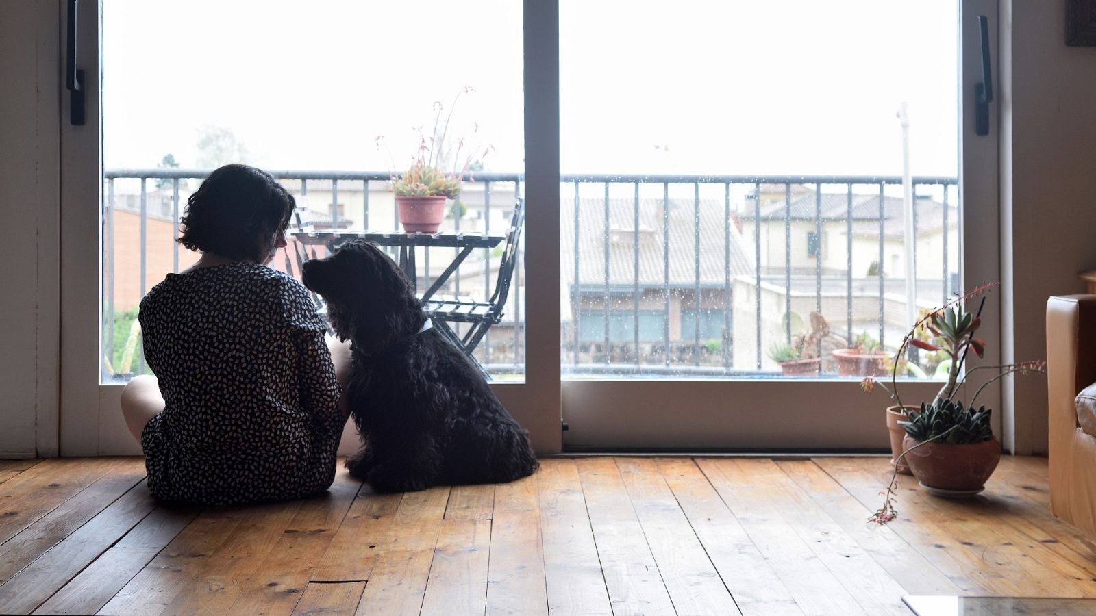 Los animales se considerarán en la ley "seres sintientes"